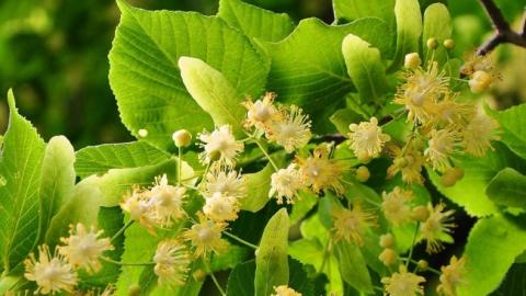 В Україні зацвіла найдовша липова алея в Європі (фото)