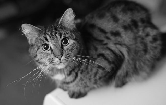 Які кішки найменше линяють