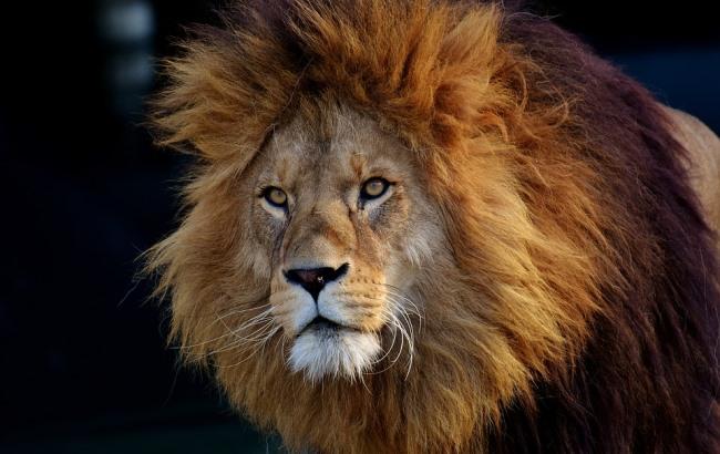 Селфи не удалось: в зоопарке лев травмировал 14-летнего украинца