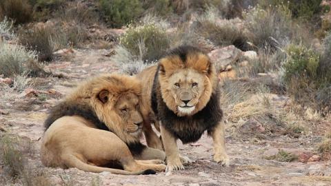 "Від них не дуже багато залишилося": у ПАР леви з'їли браконьєрів