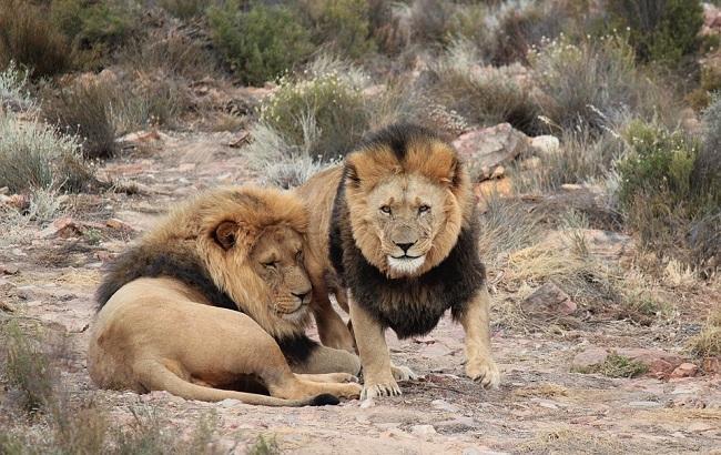 "От них не очень много осталось": в ЮАР львы съели браконьеров
