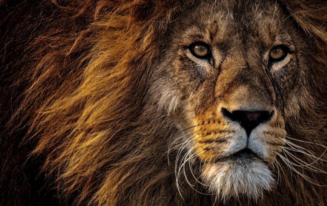 Под Киевом заметили льва в коровнике: зоозащитники пошли на штурм (видео)