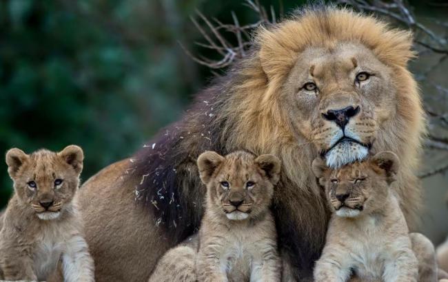 Сеть умилило видео с огромными львами и маленьким ребенком