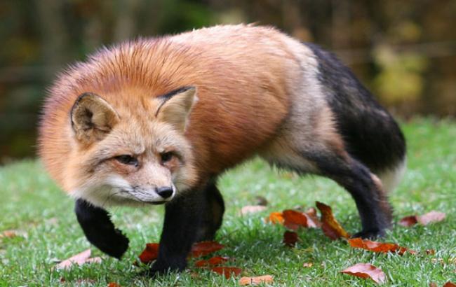 Скажений карантин: села Рівненської області атакують хворі лисиці