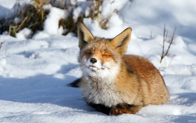 Погода на завтра: в Украине без осадков, температура до -15