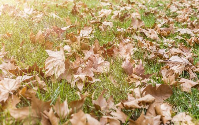 Не сжигайте листья! Вот как превратить их в удобрение и пользу для земли