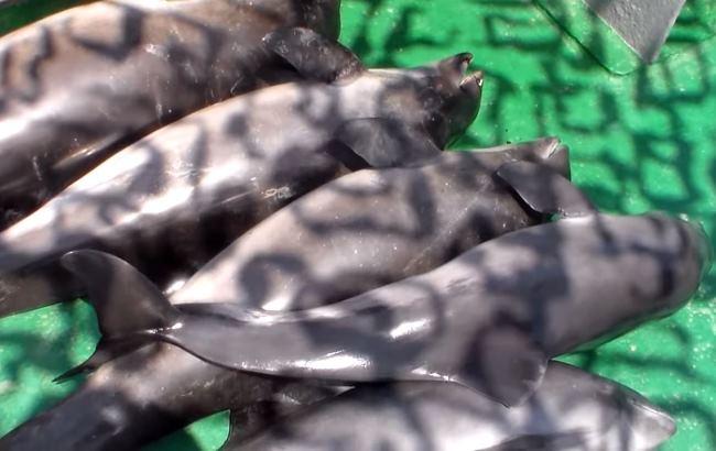 В Одесской области достали из воды 2 км браконьерских сеток с погибшими дельфинами