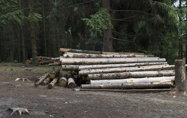 В сети показали, как из Украины вагонами вывозят в Европу лес (видео)