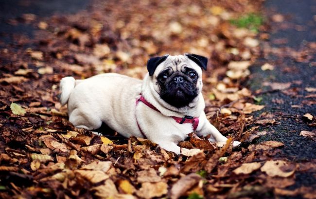 Погода на сегодня: в Украине без осадков, температура до +12