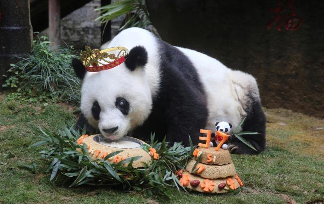 Одній з найстаріших панд на 37-річчя подарували торт