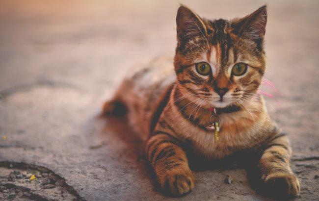 "Начнет засыпать, заливать и задувать": синоптик предупредила о мощных изменениях