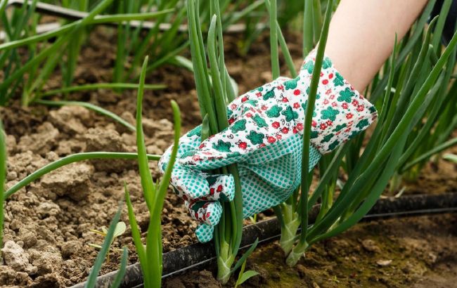 Що робити, аби цибуля не пішла у "стрілки": названі секрети городників