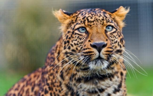 У Харківський зоопарк привезуть рідкісного леопарда