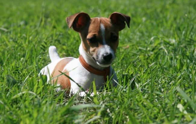 Погода на сьогодні: в Україні мінлива хмарність, місцями дощі, температура до +18