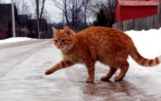 Добрый флешмоб: из-за погодных условий во Львове автовладельцы берут попутчиков