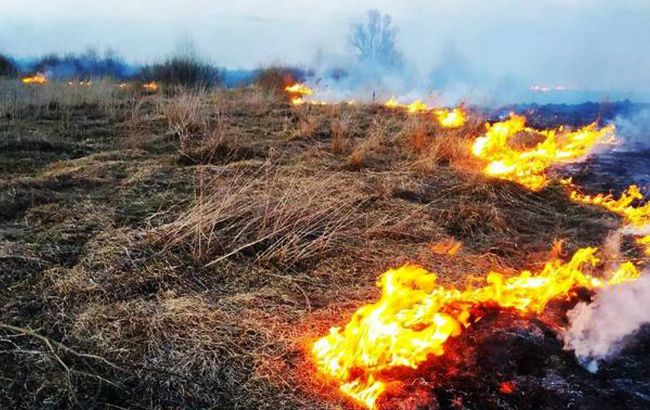В Украине планируют наказывать за выжигание травы и поджоги лесов: размеры штрафов