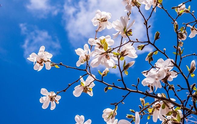 Синоптик розповіла про погоду на Страсний тиждень