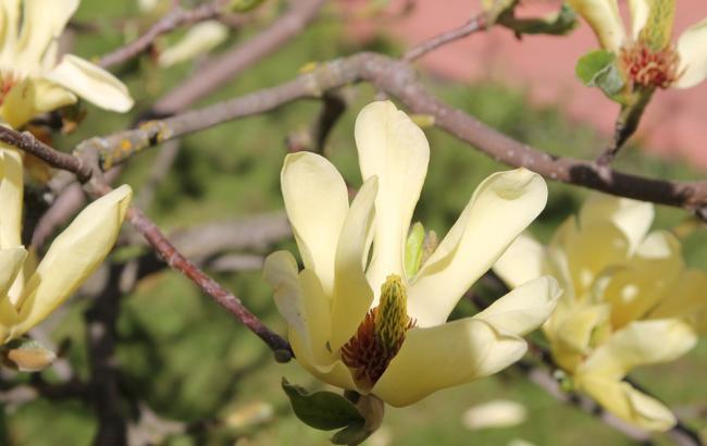 "Майже річна температура": синоптик дала прогноз українцям на 11 квітня