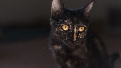 Під Львовом молодик запхав кошеня в банку: відео дуже розгнівало мережу