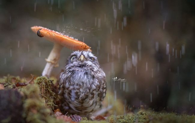 Погода на завтра: в Украине местами дожди, температура до +28