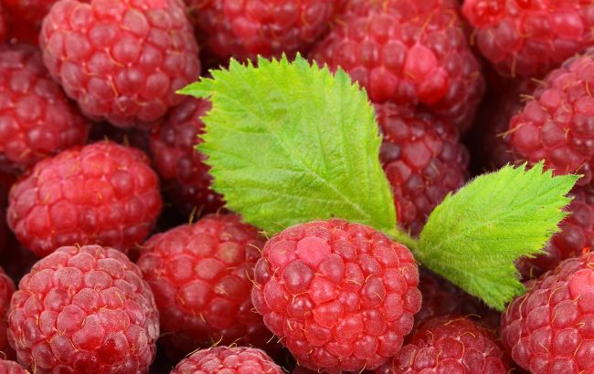 Чому потрібно їсти малину: експерти назвали переваги вживання ягоди