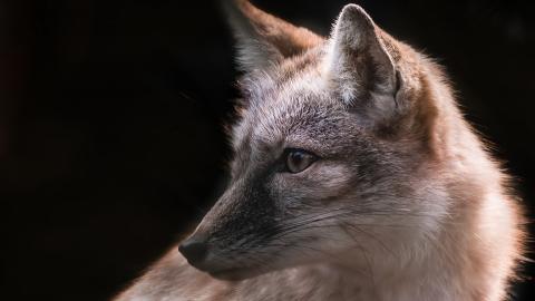 Господар врятував від смерті: домашня лисиця з Ірпеня стала зіркою соцмереж