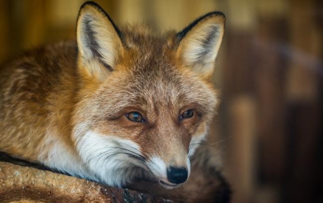 У Черкасах місцеві жителі помітили, як лисиця гуляла під стінами ОДА (відео)
