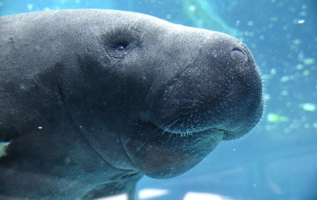 В США при трагических обстоятельствах умер самый старый в мире ламантин