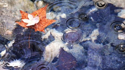 Погода на сьогодні: на заході України дощі, температура до +32