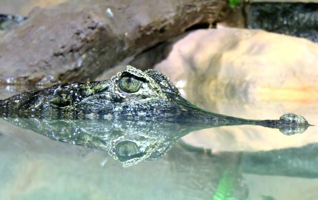 У Зімбабве крокодили з'їли "ходившого по воді" пастора