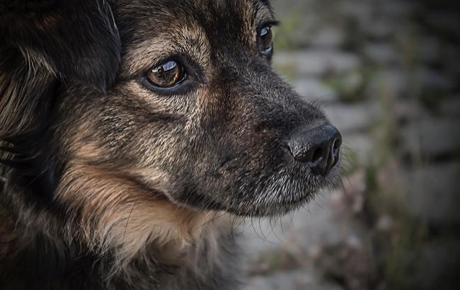 В Киевской области отравили собаку, которую обожал весь двор