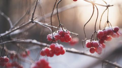 Оттепель: синоптик дала неутешительный прогноз на последние выходные января