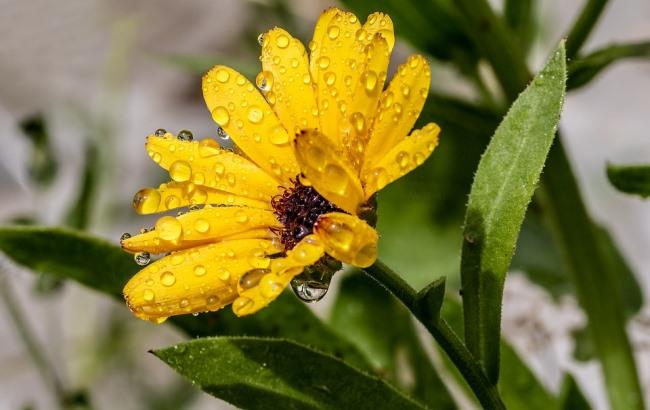 "Вы не в тропиках": синоптик дала прогноз на 19 июля