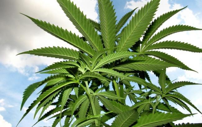 У Киргизії запропонували легалізувати марихуану