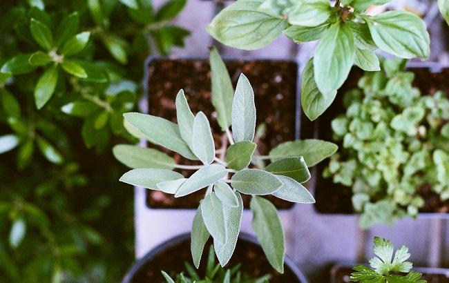 Ученые назвали аромат, который улучшает память