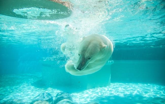 В Китае посетителям предлагают за деньги убирать медвежий помет