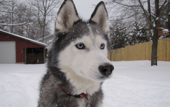 Погода на сегодня: на западе Украины дождь со снегом, температура до +5