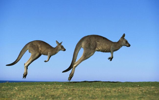 В Австралии кенгуру перепрыгнул через велосипедиста