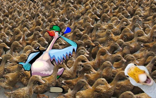 Маленький "полководец" возглавил утиную "армию"