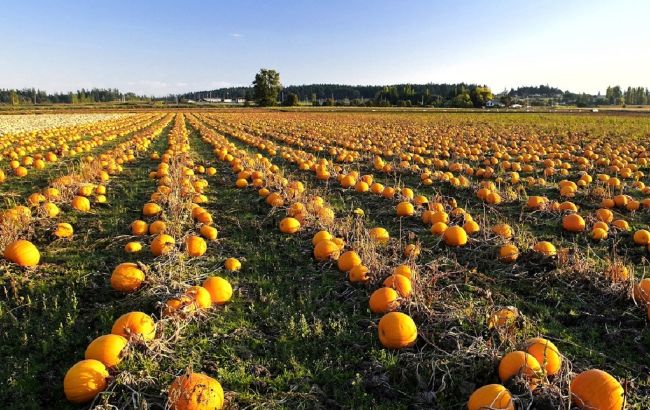 Посівний календар 2022: що і коли сіяти у жовтні