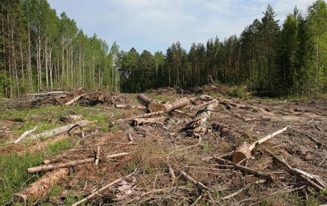 Ущерб от незаконной вырубки лесов в Украине за 2015 вырос в 2,4 раза