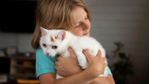 7 лучших пород кошек для детей