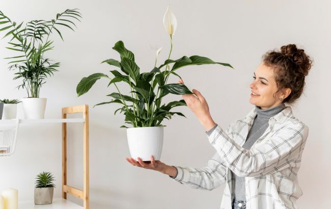 Будуть добре рости та не хворіти: коли найкраще поливати кімнатні рослини