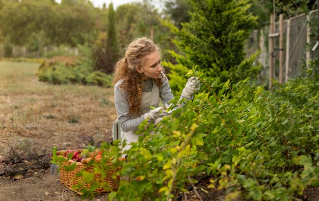 Ось які рослини обов'язково потрібно накривати на зиму, щоб захистити від морозів