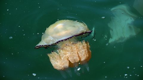 В Кирилловке туристы устроили развлечения с медузами, которые заполонили Азовское море