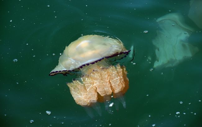 В Кирилловке туристы устроили развлечения с медузами, которые заполонили Азовское море