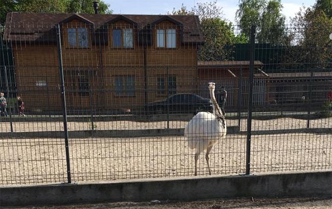 У колишній резиденції Януковича страуси знесли яйце до Великодня