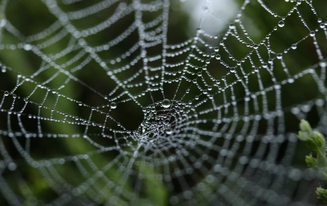 Гигантская паутина накрыла поле в Новой Зеландии