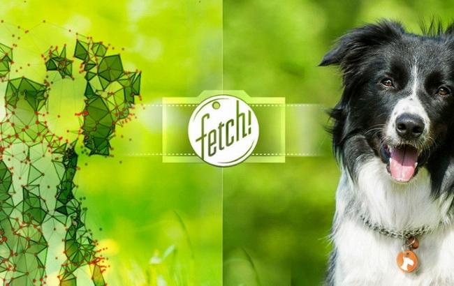 Microsoft поможет распознать породу собаки