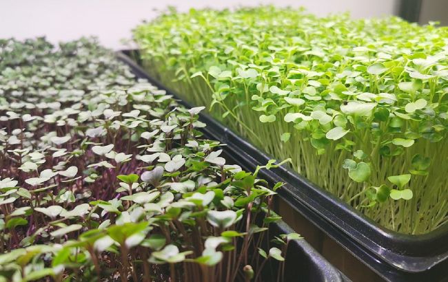 Вирощуємо мікрозелень вдома: способи на папері, з ватою та марлею